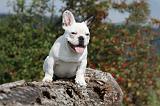 BOULEDOGUE FRANCAIS 700